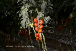 Image du Maroc Professionnelle de  Avec l'introduction des cultures sous abris serres, la région de Dakhla est devenue en très peu de temps célèbre pour ces productions de fruits et légumes destinés à l’export.  Sous d’immenses serres, la production des tomates en grappes bénéficie d’un climat phénoménalement ensoleillé, tempéré et régulier, Mardi 21 Novembre 2006. (Photo / Abdeljalil Bounhar) 